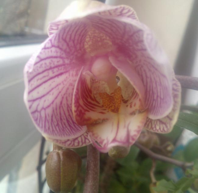 Name:  aviary_1361521550687.jpg
Views: 487
Size:  33.0 KB