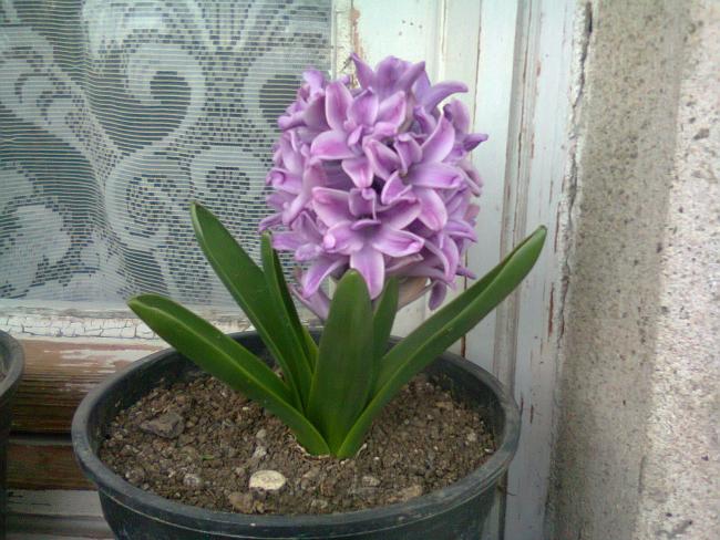 Name:  Fotoraf1745.jpg
Views: 645
Size:  58.9 KB