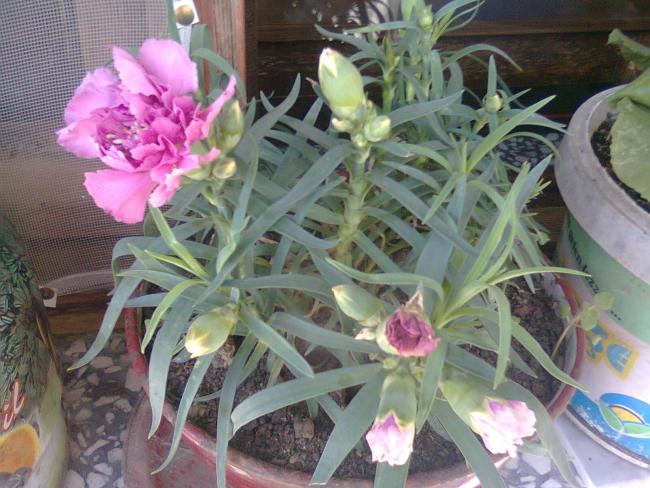 Name:  Fotoraf1535.jpg
Views: 630
Size:  58.4 KB