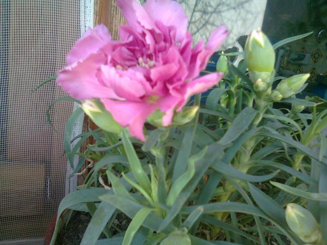 Name:  Fotoraf1536.jpg
Views: 636
Size:  55.3 KB