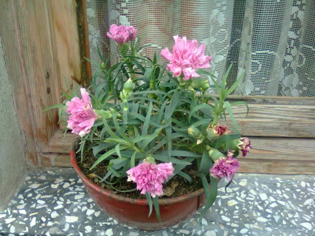 Name:  Fotoraf1732.jpg
Views: 656
Size:  69.7 KB