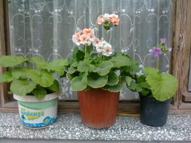Name:  Fotoraf1729.jpg
Views: 741
Size:  63.0 KB