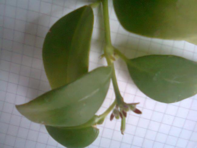 Name:  Fotoraf1746.jpg
Views: 636
Size:  23.7 KB