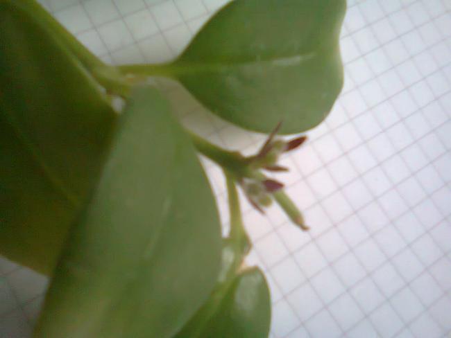 Name:  Fotoraf1748.jpg
Views: 626
Size:  20.3 KB
