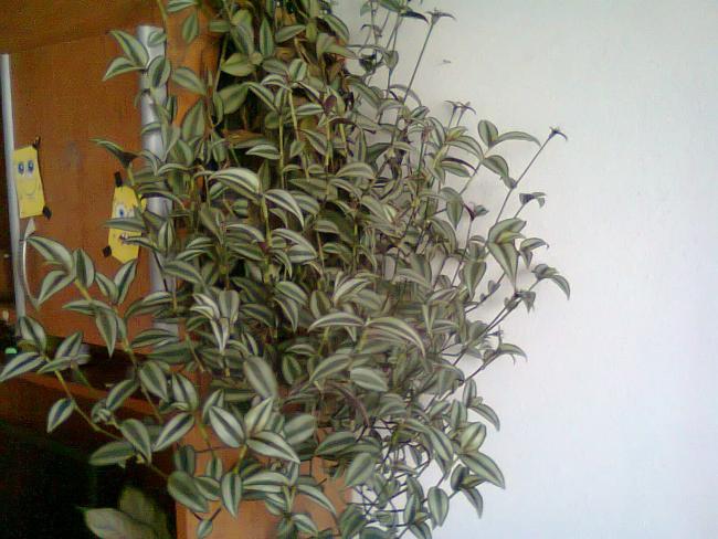 Name:  Fotoraf1761.jpg
Views: 1253
Size:  52.2 KB