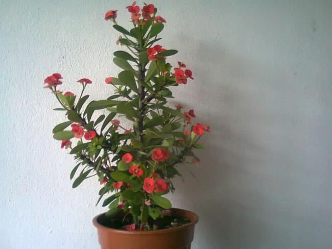 Name:  Fotoraf1764.jpg
Views: 1093
Size:  38.4 KB