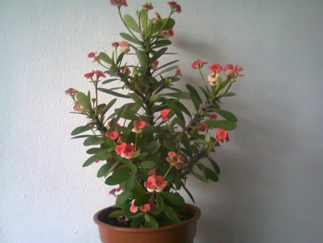 Name:  Fotoraf1765.jpg
Views: 1054
Size:  36.1 KB