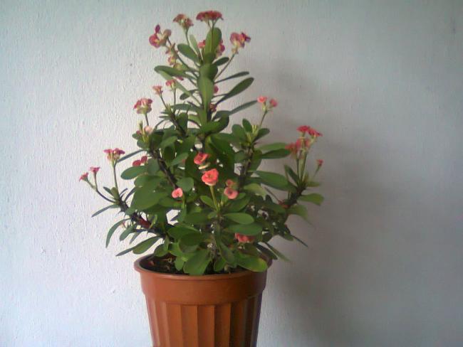 Name:  Fotoraf1766.jpg
Views: 995
Size:  32.8 KB