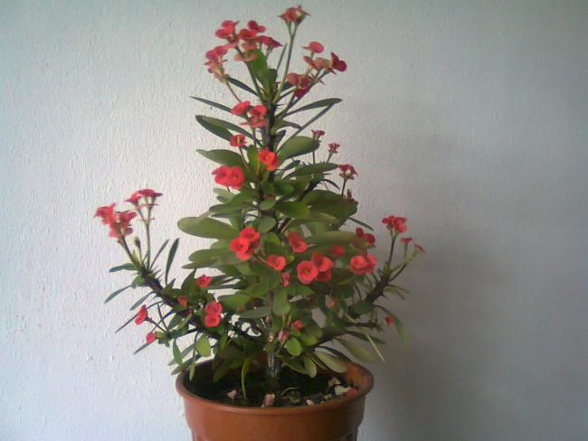 Name:  Fotoraf1767.jpg
Views: 1065
Size:  36.8 KB