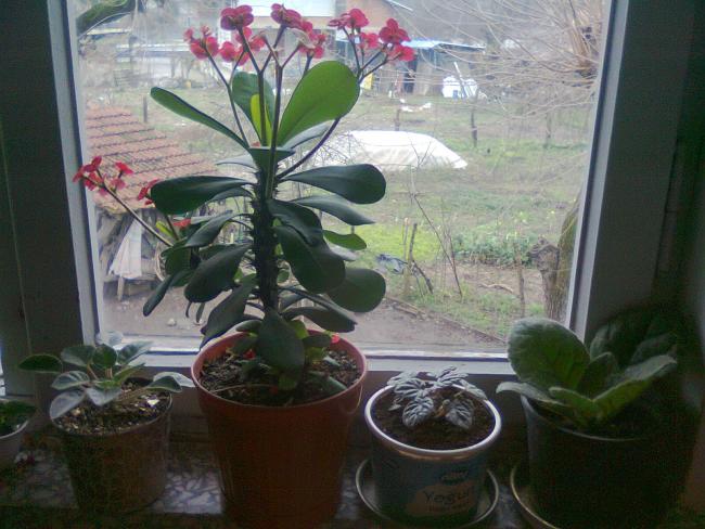 Name:  Fotoraf1755.jpg
Views: 1066
Size:  52.4 KB