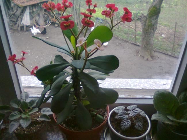 Name:  Fotoraf1756.jpg
Views: 1525
Size:  51.6 KB