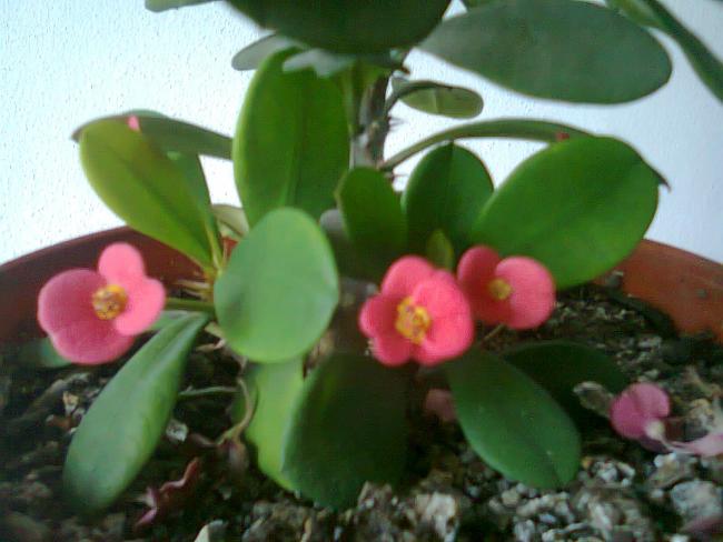 Name:  Fotoraf1771.jpg
Views: 1954
Size:  38.5 KB