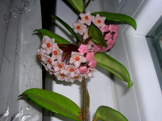 Name:  DSCN2807.jpg
Views: 1616
Size:  37.1 KB