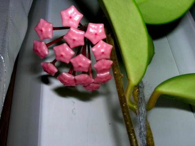Name:  DSCN2808.jpg
Views: 1556
Size:  30.3 KB