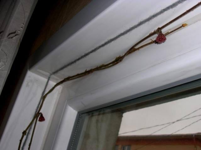 Name:  DSCN2810.jpg
Views: 1528
Size:  25.6 KB