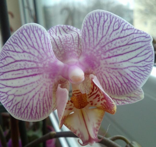 Name:  aviary_1361965050123.jpg
Views: 631
Size:  46.6 KB