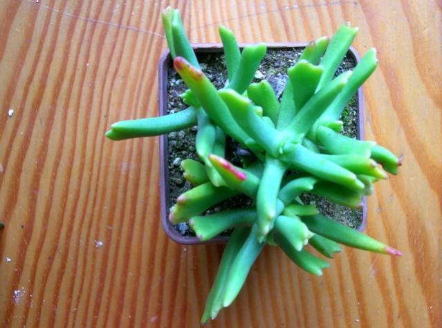 Name:  Rhombophyllum dolabriforme.jpg
Views: 2227
Size:  45.0 KB