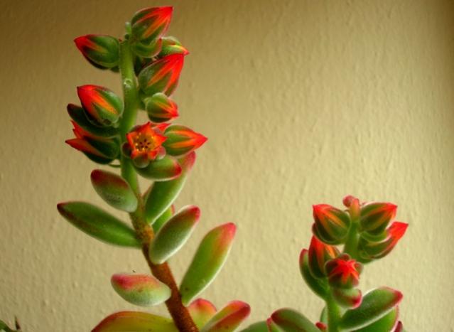 Name:  Echeveria Pulvinata Ruby Blush.jpg
Views: 2490
Size:  30.2 KB