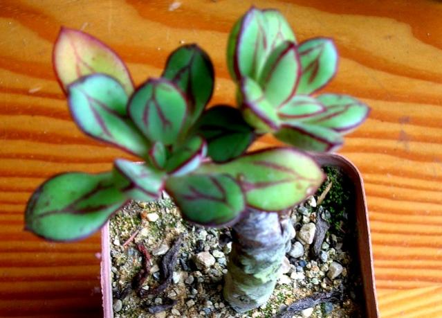 Name:  Echeveria Nodulasa.jpg
Views: 2204
Size:  49.8 KB