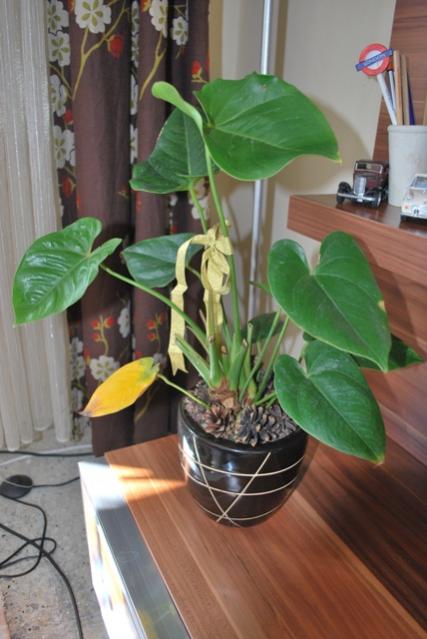 Name:  DSC_0371.jpg
Views: 1708
Size:  41.2 KB