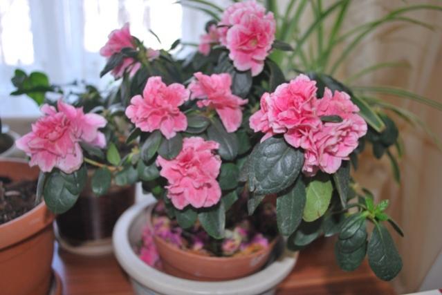Name:  DSC_0375.jpg
Views: 1899
Size:  36.9 KB
