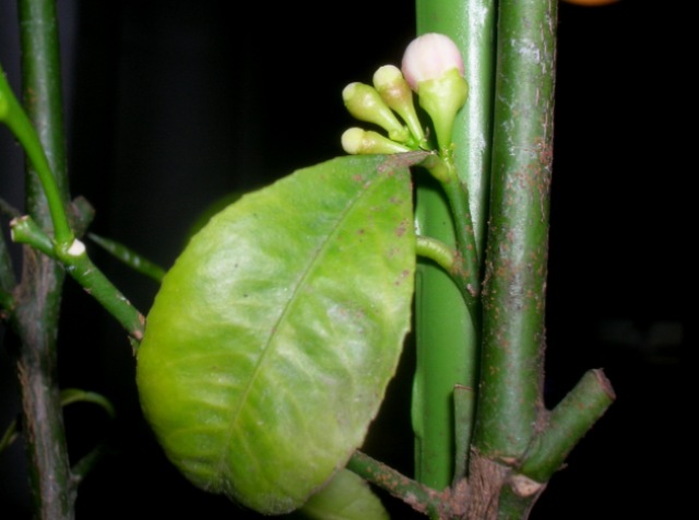 Name:  DSCN2855.jpg
Views: 2138
Size:  64.7 KB