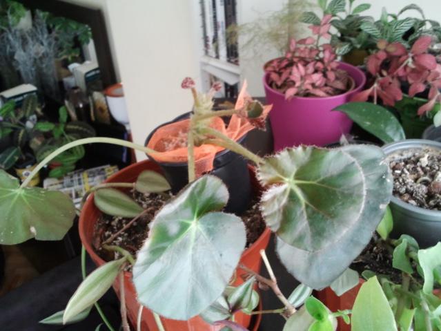 Name:  20130305_114818.jpg
Views: 1673
Size:  47.7 KB