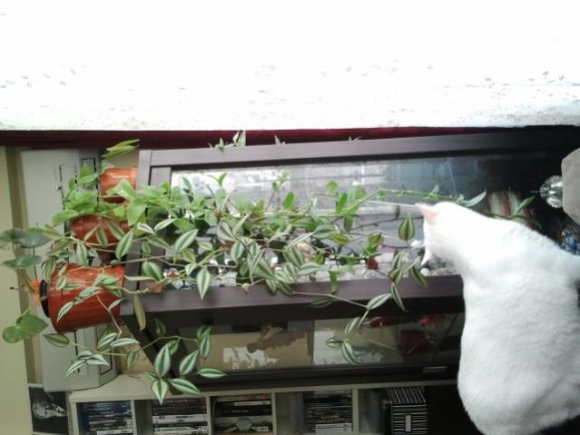 Name:  20130305_114836.jpg
Views: 1627
Size:  39.7 KB