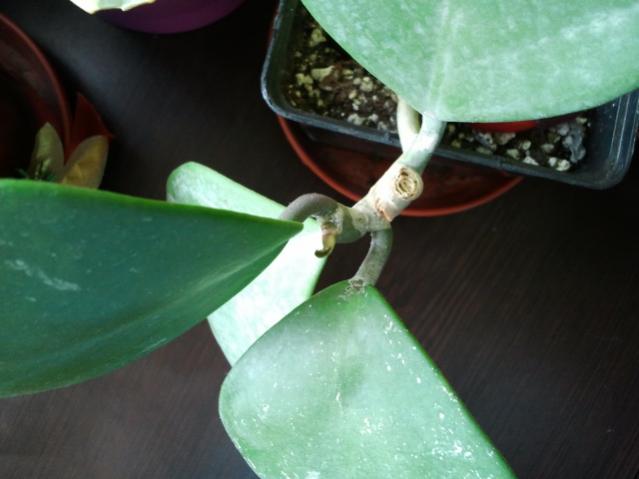 Name:  20130305_115345.jpg
Views: 1608
Size:  30.8 KB
