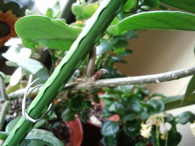 Name:  20130305_115443.jpg
Views: 1703
Size:  40.8 KB