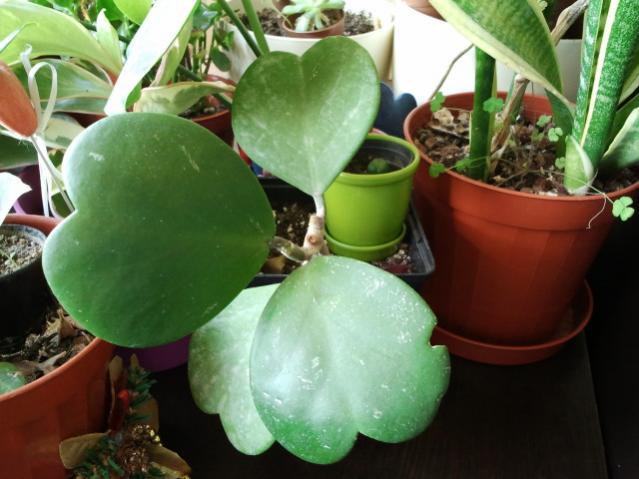 Name:  20130305_115610.jpg
Views: 1688
Size:  44.2 KB