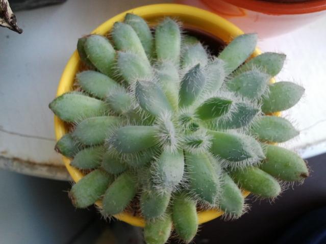 Name:  20130305_115815.jpg
Views: 1651
Size:  36.5 KB