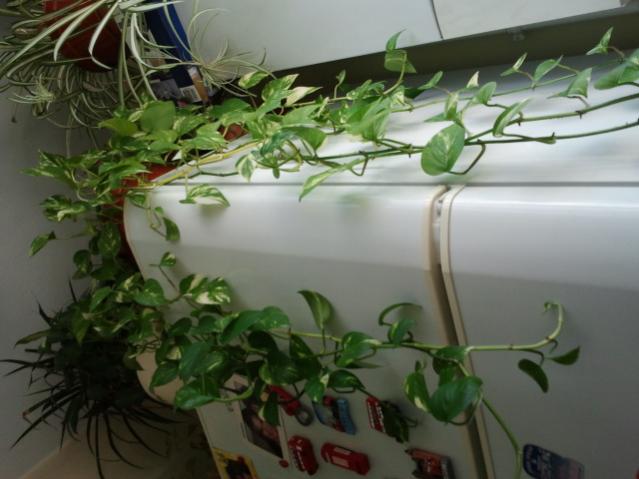 Name:  20130305_115938.jpg
Views: 1617
Size:  39.9 KB