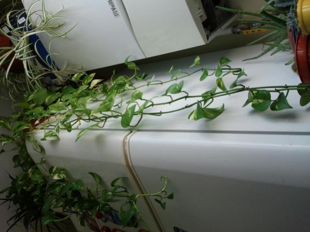 Name:  20130305_115952.jpg
Views: 1603
Size:  40.0 KB