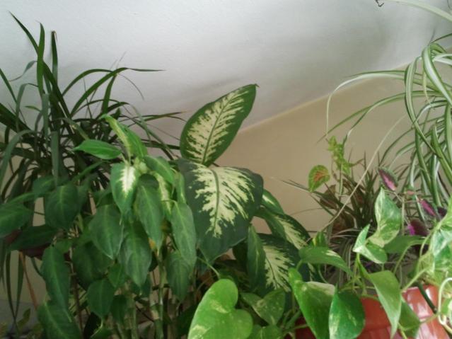 Name:  20130305_120028.jpg
Views: 1632
Size:  43.2 KB