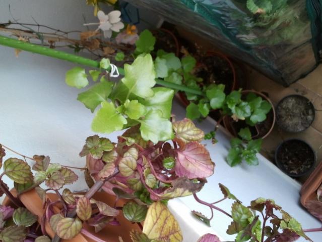 Name:  20130305_120504.jpg
Views: 1630
Size:  45.5 KB