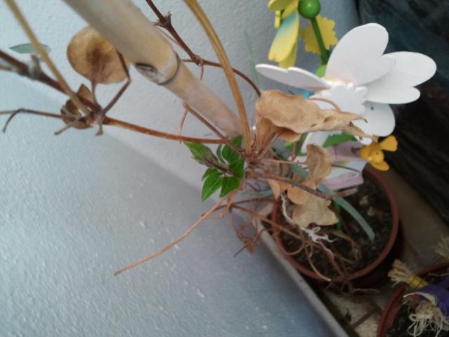 Name:  20130305_120610.jpg
Views: 1615
Size:  35.7 KB