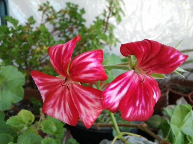 Name:  20130305_120808.jpg
Views: 2179
Size:  42.1 KB