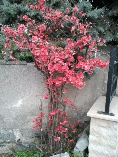 Name:  20130304_173120 1.jpg
Views: 2322
Size:  65.4 KB