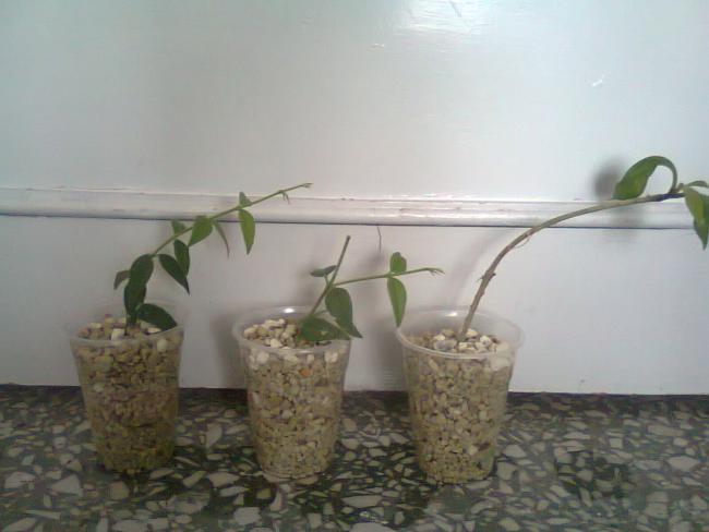 Name:  Fotoraf1833.jpg
Views: 785
Size:  31.3 KB