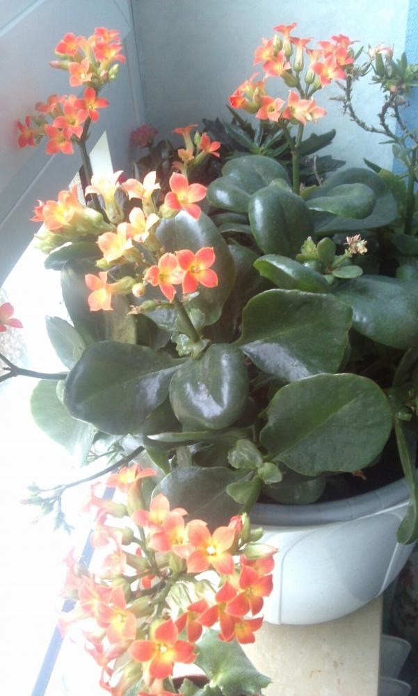 Name:  aviary_1362917120528.jpg
Views: 743
Size:  72.9 KB