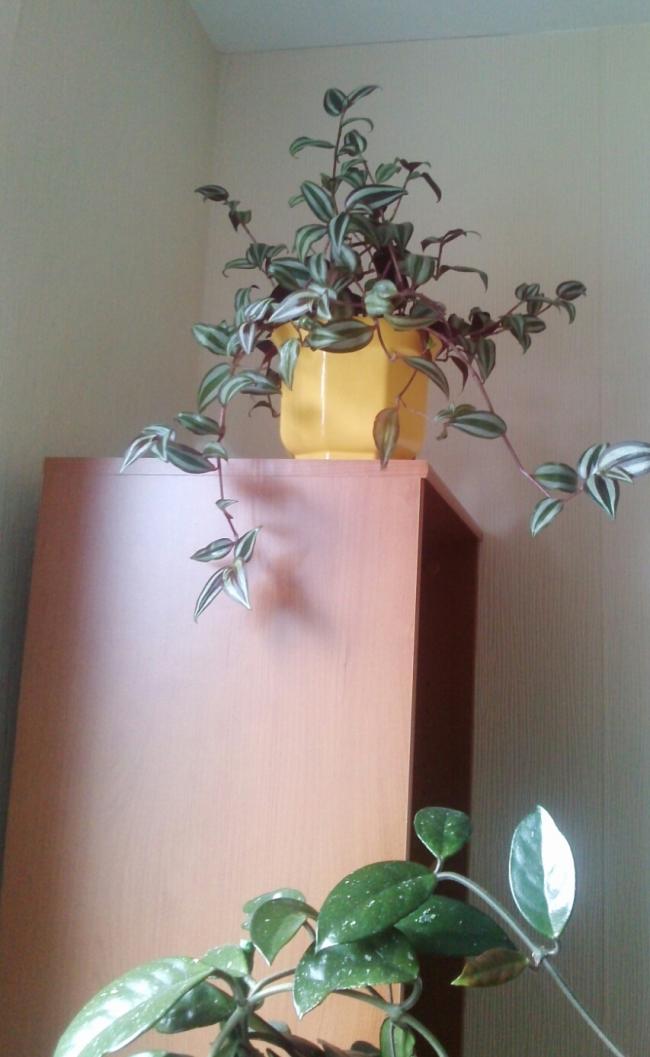 Name:  aviary_1362917155816.jpg
Views: 652
Size:  60.3 KB