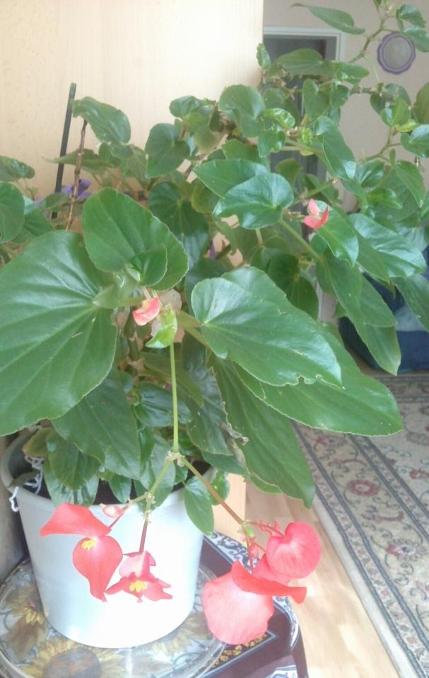 Name:  aviary_1362917279723.jpg
Views: 693
Size:  71.9 KB