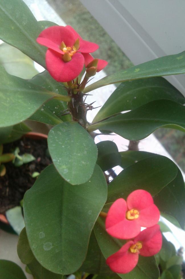 Name:  aviary_1362917339650.jpg
Views: 743
Size:  56.2 KB