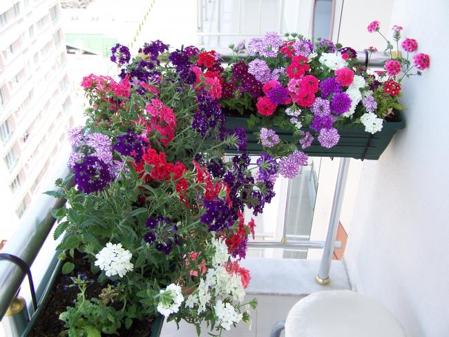 Name:  100_2585.jpg
Views: 828
Size:  67.7 KB