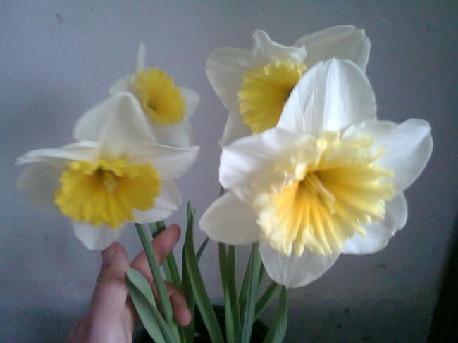 Name:  Fotoraf1947.jpg
Views: 673
Size:  27.3 KB