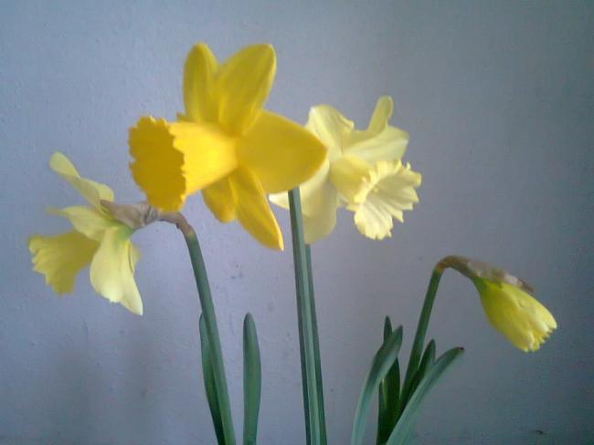 Name:  Fotoraf1949.jpg
Views: 700
Size:  23.6 KB