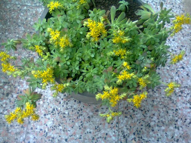 Name:  Fotoraf2009.jpg
Views: 728
Size:  71.2 KB