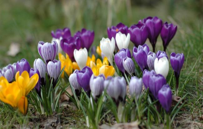 Name:  Krokus1-1.jpg
Views: 5266
Size:  42.8 KB