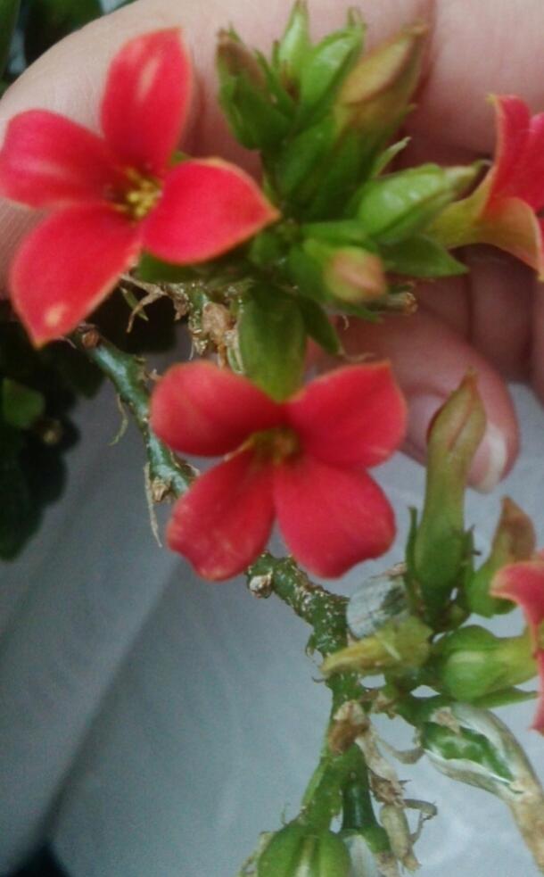 Name:  aviary_1363210278045.jpg
Views: 771
Size:  53.2 KB